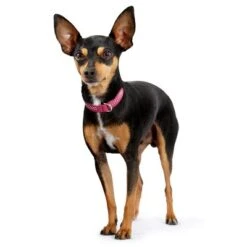 Collar De Cuero HUNTER Diamond Petit Rosa Y Negro Para Perros -Mascota Tienda 185701 184535 184536 185705 184537 185707 hunter halsband diamond petit pinkschwarz hs 03 5