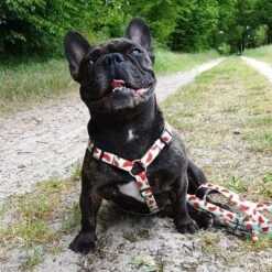 Arnés Max & Molly Watermelon Para Perros -Mascota Tienda 190413 190414 190703 maxnmolly hg eschirr watermelon hs 03 8