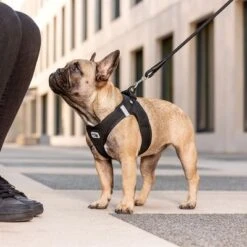 Arnés Curli Vest Clasp Air-Mesh Negro Para Perros 9 Arnés Curli Vest Clasp Air-Mesh Negro Para Perros -Mascota Tienda 267309 267310 267311 267312 267696 267796 curli vest geschirr clasp airmesh schwarz hs 03 5