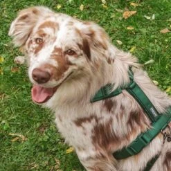 Arnés Nomad Tales Blush Esmeralda Para Perros -Mascota Tienda 323020 nomad tales blush geschirr emerald 04 9