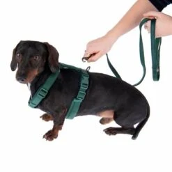 Arnés Nomad Tales Blush Esmeralda Para Perros -Mascota Tienda 323024 325696 blush s fg 6937 5