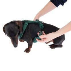 Arnés Nomad Tales Blush Esmeralda Para Perros -Mascota Tienda 323024 blush s fg 6924 8