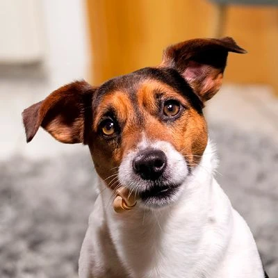 SmartBones Snacks Con Pollo Para Perros Pequeños 5 SmartBones Snacks Con Pollo Para Perros Pequeños - Imagen 5