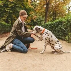 Collar Nomad Tales Spirit Mandarina Para Perros -Mascota Tienda 328896 nomad tales halsband tangerine leine 02 8