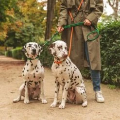 Collar Nomad Tales Spirit Mandarina Para Perros -Mascota Tienda 329297 nomad tales spirit leine tangerine 05 0