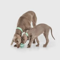 Pelota Portasnacks Nomad Tales Bloom Snack Roller Juguete Para Perros -Mascota Tienda 333015 nomad tales snack ball 02 1