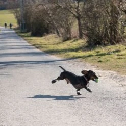 Zapatos Para Perros S & P Boots -Mascota Tienda 52149 hundeschuhe xs fg 0890 4