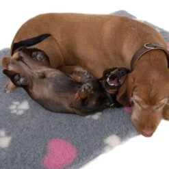 Manta Térmica Isobed Para Perros -Mascota Tienda 65084 isobed zooplus dsc3141 2