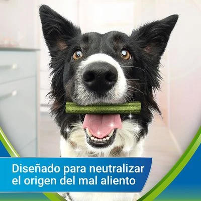 PURINA Dentalife Active Fresh Snacks Dentales Para Perros Medianos 2 PURINA Dentalife Active Fresh Snacks Dentales Para Perros Medianos - Imagen 2