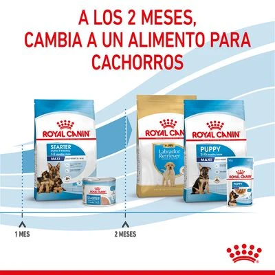 Royal Canin Maxi Starter 12 Royal Canin Maxi Starter - Imagen 12